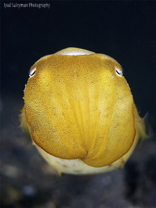 Cuttlefish by Iyad Suleyman 